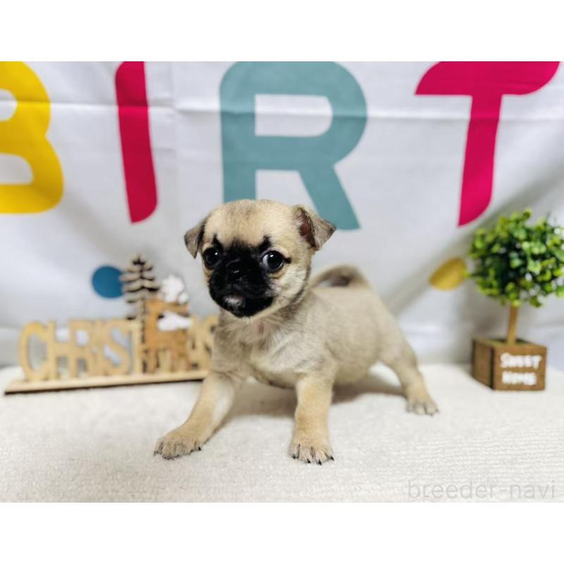 販売中の岐阜県のチワパグ:チワワ×パグ-449475の7枚目