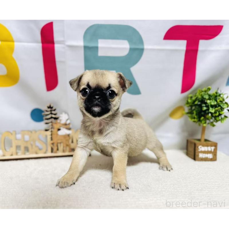 販売中の岐阜県のチワパグ:チワワ×パグ-449475の6枚目