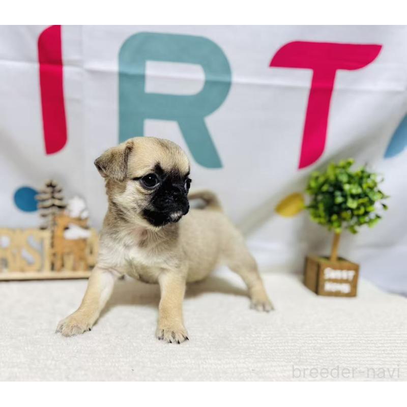 販売中の岐阜県のチワパグ:チワワ×パグ-449475の5枚目