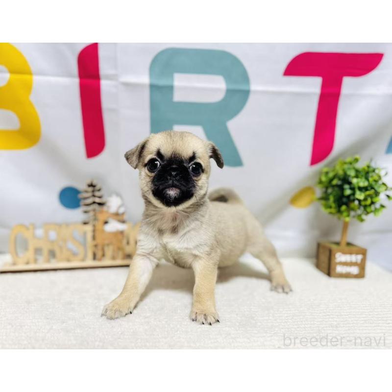 販売中の岐阜県のチワパグ:チワワ×パグ-449475の4枚目