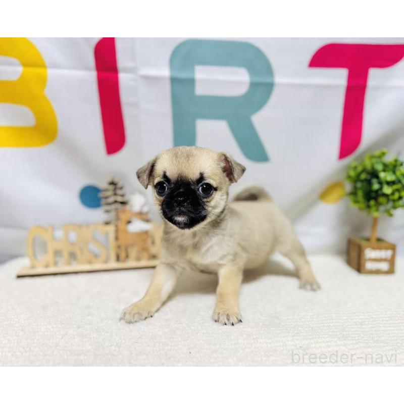 販売中の岐阜県のチワパグ:チワワ×パグ-449475の2枚目