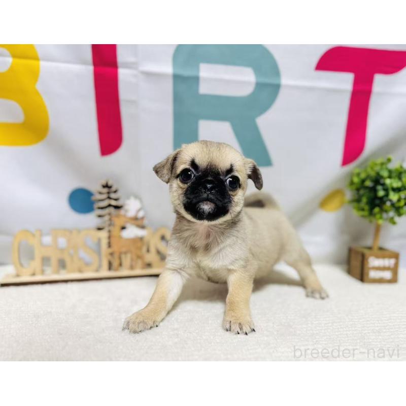 販売中の岐阜県のチワパグ:チワワ×パグ-449475の3枚目