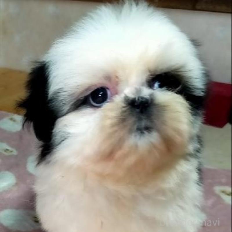 販売中の茨城県のシーズー-449477の5枚目