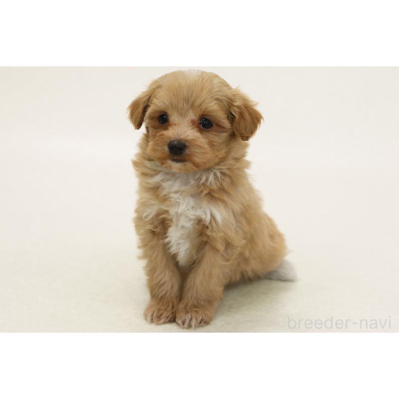 販売中の神奈川県のミックス犬-444514