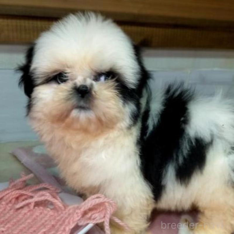 販売中の茨城県のシーズー-449477の4枚目