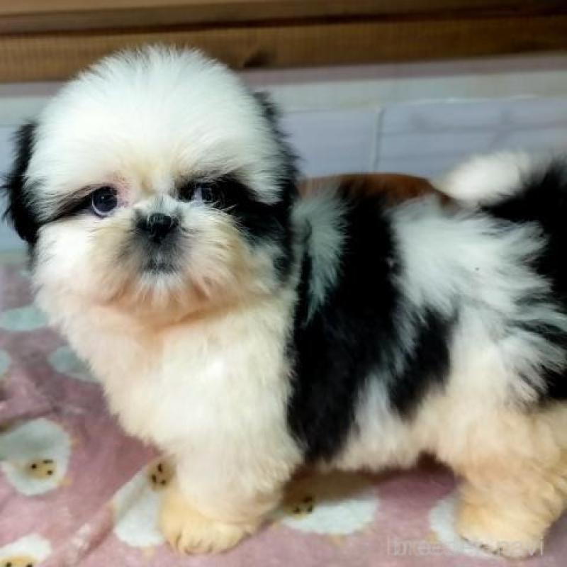 販売中の茨城県のシーズー-449477の3枚目