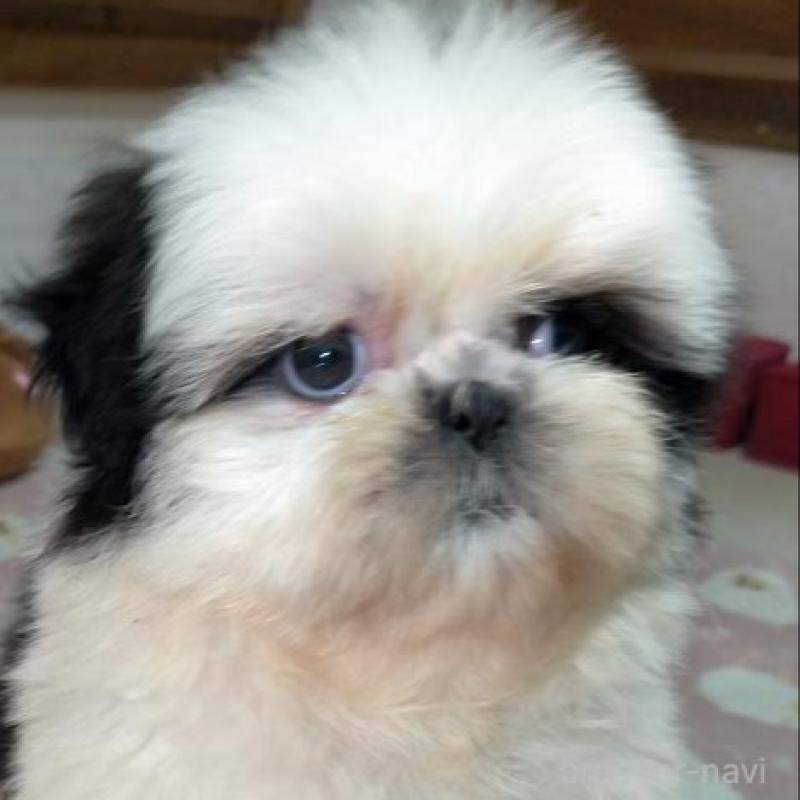 販売中の茨城県のシーズー-449477