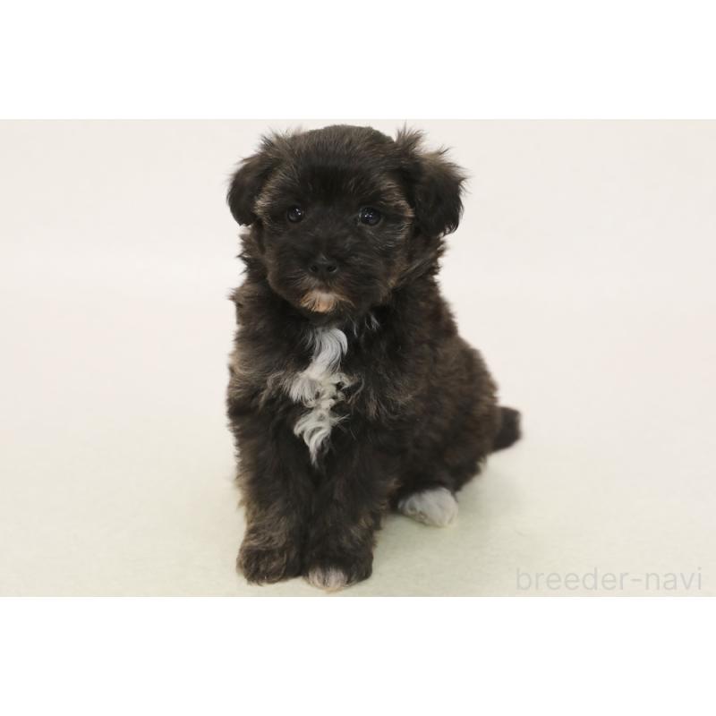 販売中の神奈川県のミックス犬-444517