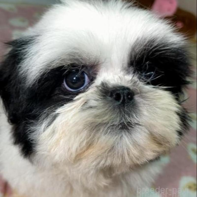 販売中の茨城県のシーズー-449478