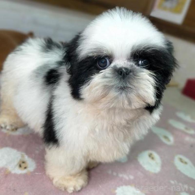 販売中の茨城県のシーズー-449478の6枚目