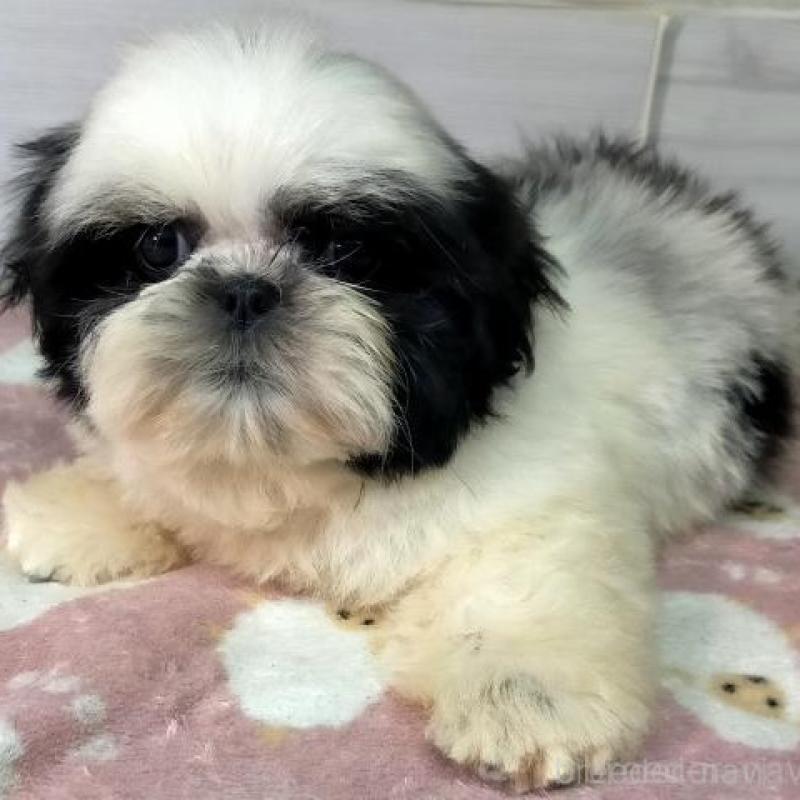 販売中の茨城県のシーズー-449478の5枚目