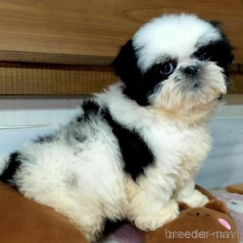 販売中の茨城県のシーズー-449478の4枚目