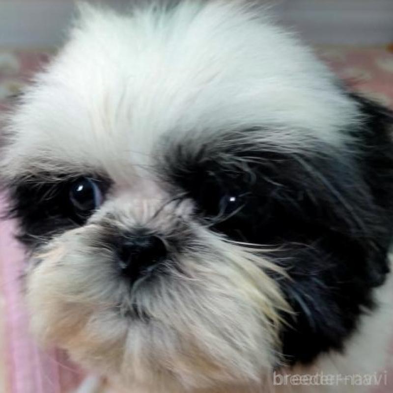 販売中の茨城県のシーズー-449478の3枚目