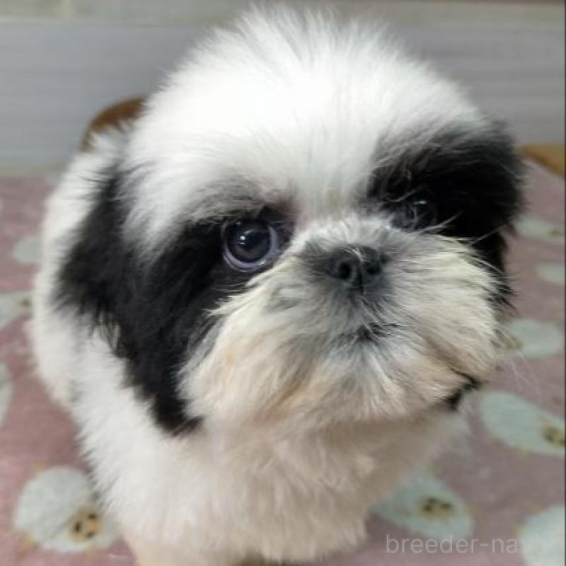 販売中の茨城県のシーズー-449478の2枚目