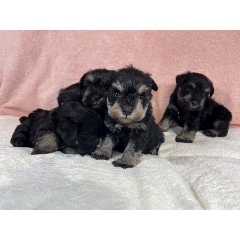 販売中の大阪府のミニチュアシュナウザー-449479の7枚目