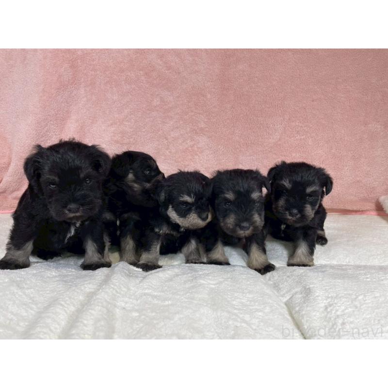 販売中の大阪府のミニチュアシュナウザー-449480の3枚目