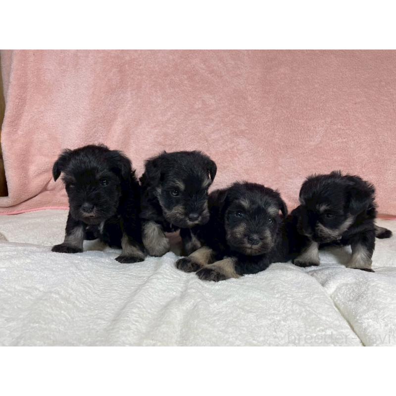 販売中の大阪府のミニチュアシュナウザー-449480の2枚目