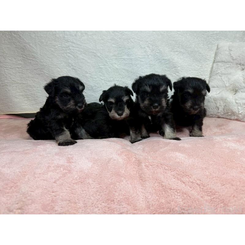 販売中の大阪府のミニチュアシュナウザー-449481の6枚目