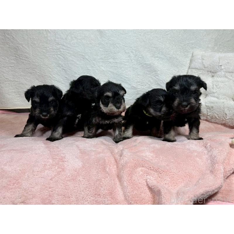 販売中の大阪府のミニチュアシュナウザー-449481の3枚目