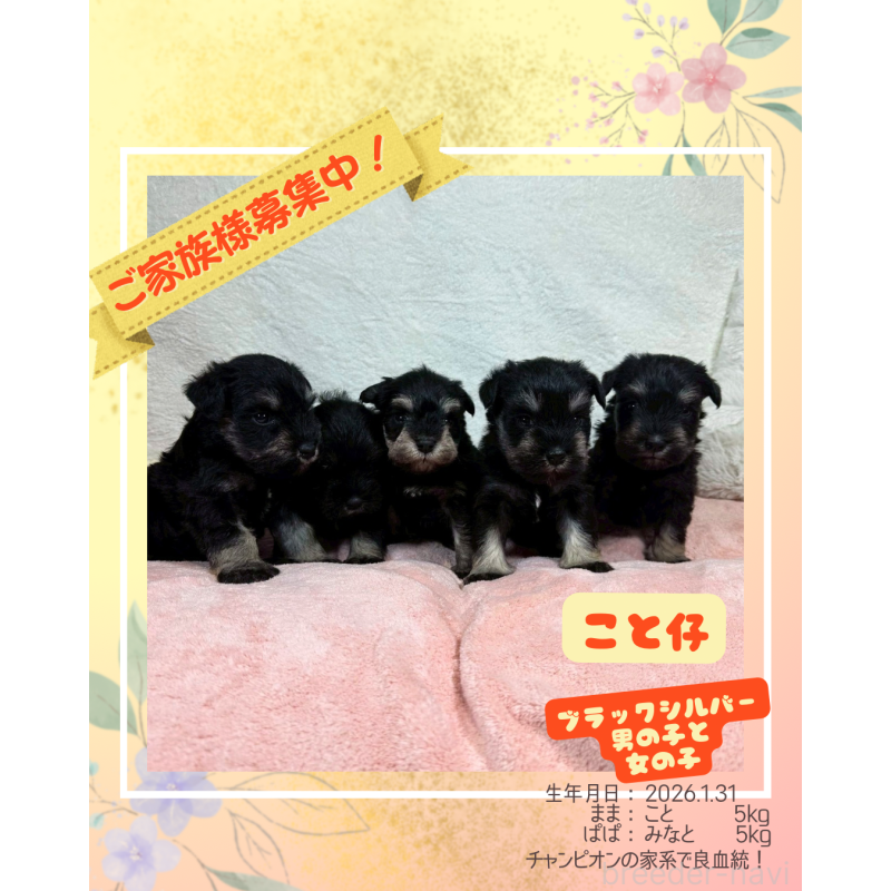 販売中の大阪府のミニチュアシュナウザー-449482