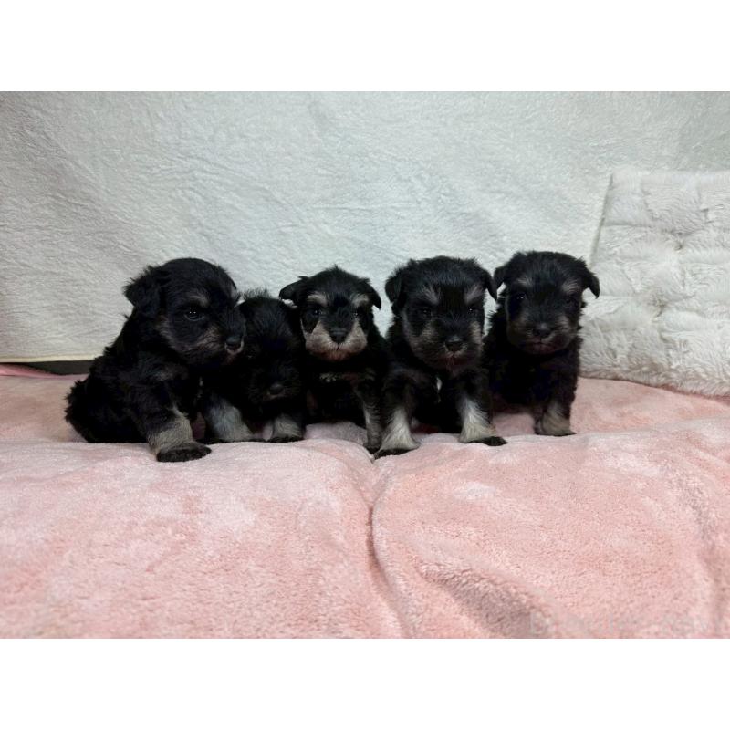 販売中の大阪府のミニチュアシュナウザー-449483の5枚目