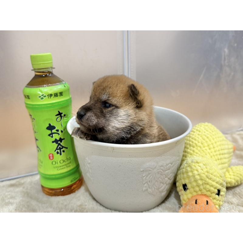 販売中の千葉県の豆柴-449484の5枚目