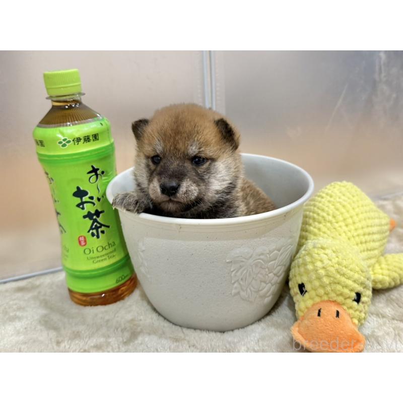 販売中の千葉県の豆柴-449484の4枚目