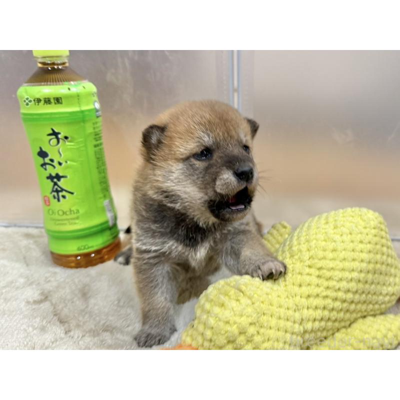 販売中の千葉県の豆柴-449484の3枚目