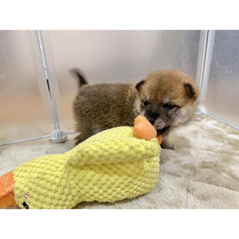 販売中の千葉県の豆柴-449484の2枚目