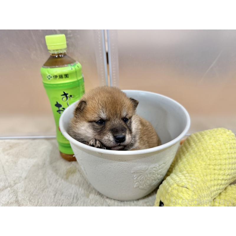 販売中の千葉県の豆柴-449485の5枚目