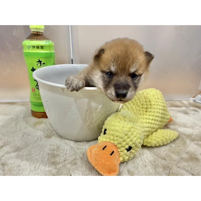 販売中の千葉県の豆柴-449485の4枚目