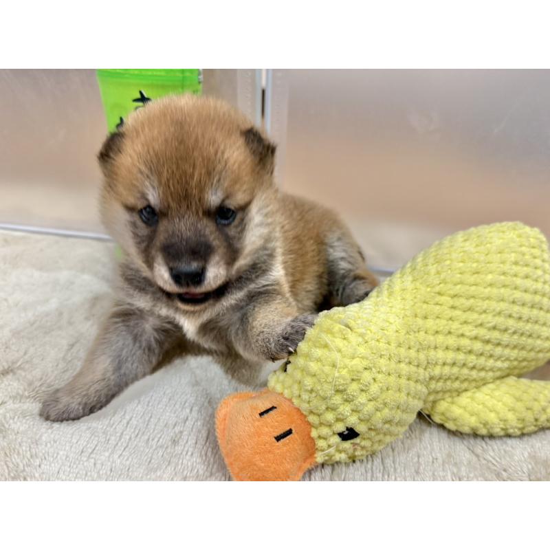 販売中の千葉県の豆柴-449485の3枚目