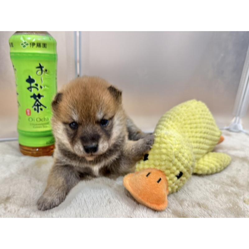 販売中の千葉県の豆柴-449485の2枚目