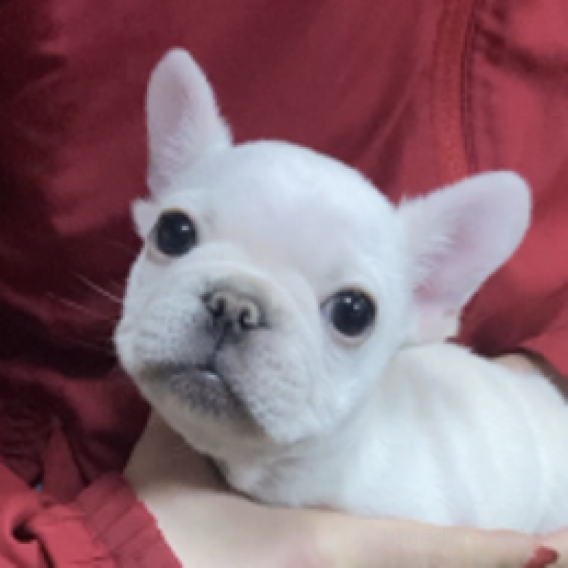 販売中の神奈川県のフレンチブルドッグ-439505