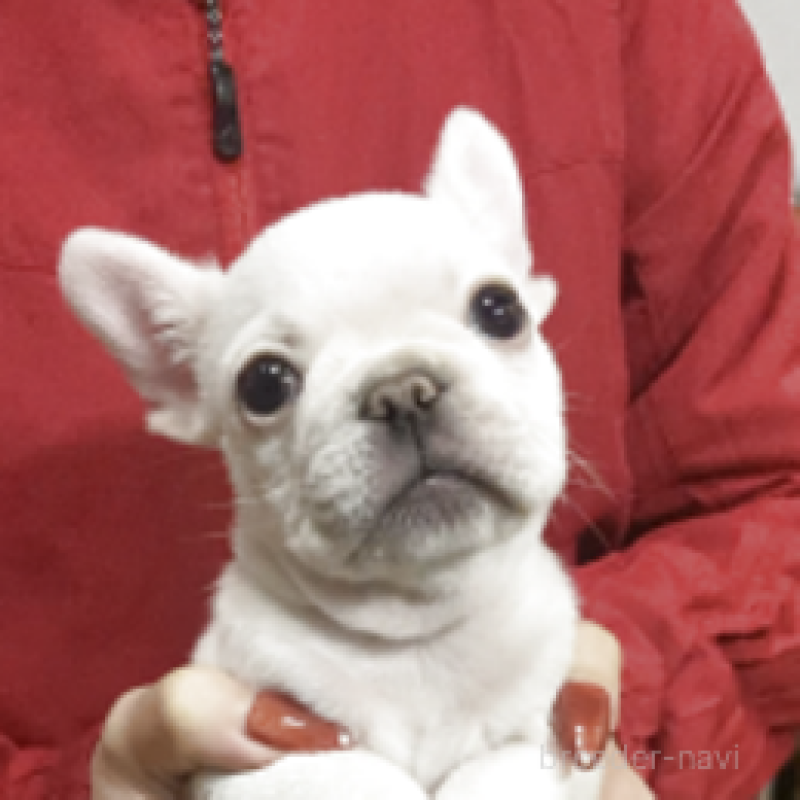 販売中の神奈川県のフレンチブルドッグ-439505の6枚目