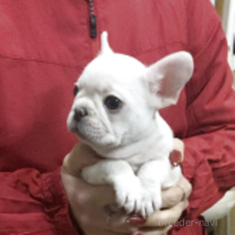 販売中の神奈川県のフレンチブルドッグ-439505の5枚目