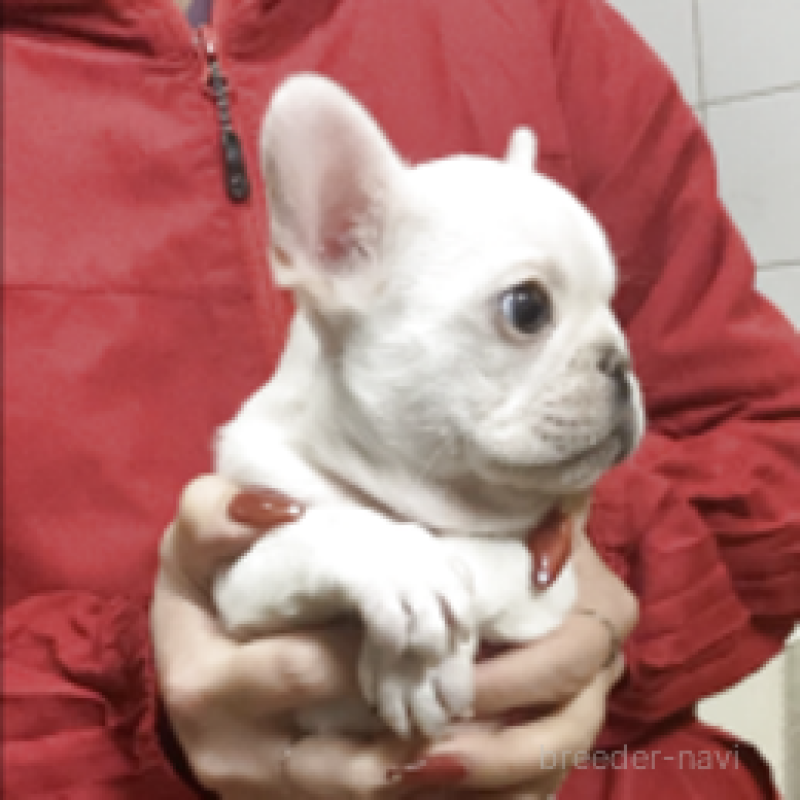 販売中の神奈川県のフレンチブルドッグ-439505の4枚目