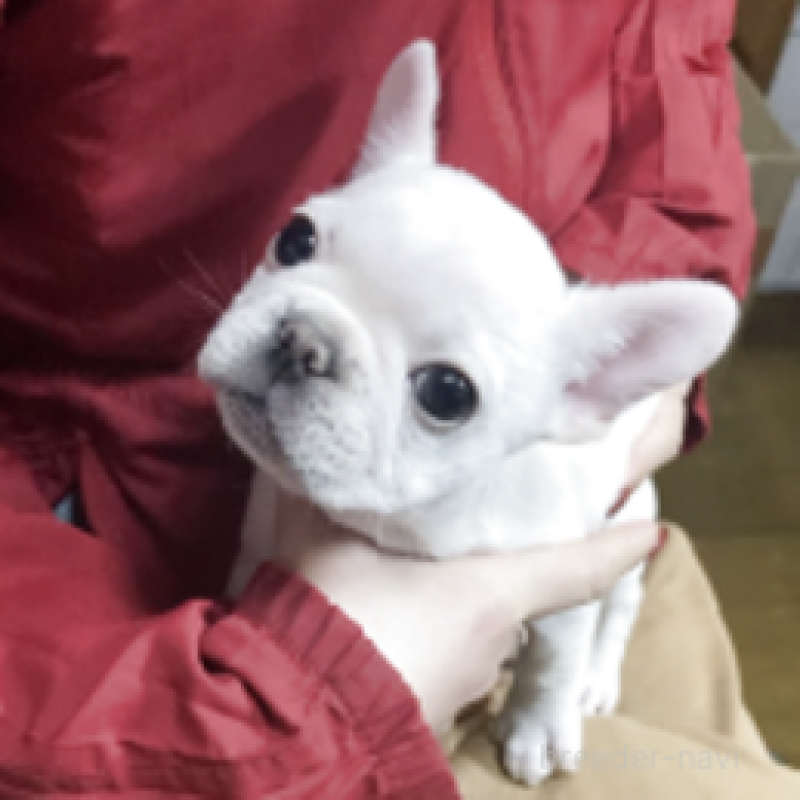 販売中の神奈川県のフレンチブルドッグ-439505の3枚目