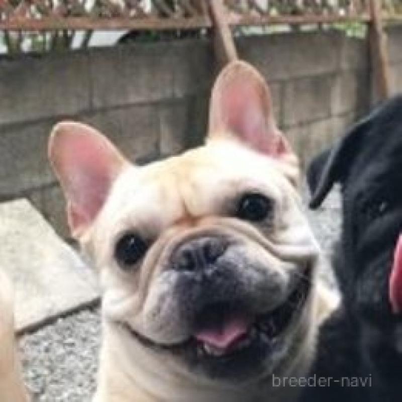 販売中の神奈川県のフレンチブルドッグ-439505の2枚目