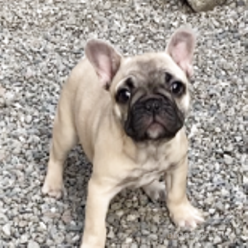 販売中の神奈川県のフレンチブルドッグ-429344の5枚目