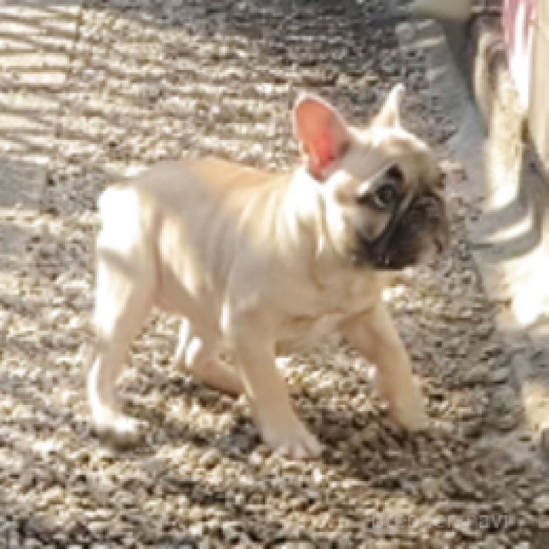 販売中の神奈川県のフレンチブルドッグ-429344の4枚目