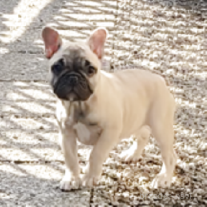 販売中の神奈川県のフレンチブルドッグ-429344の3枚目