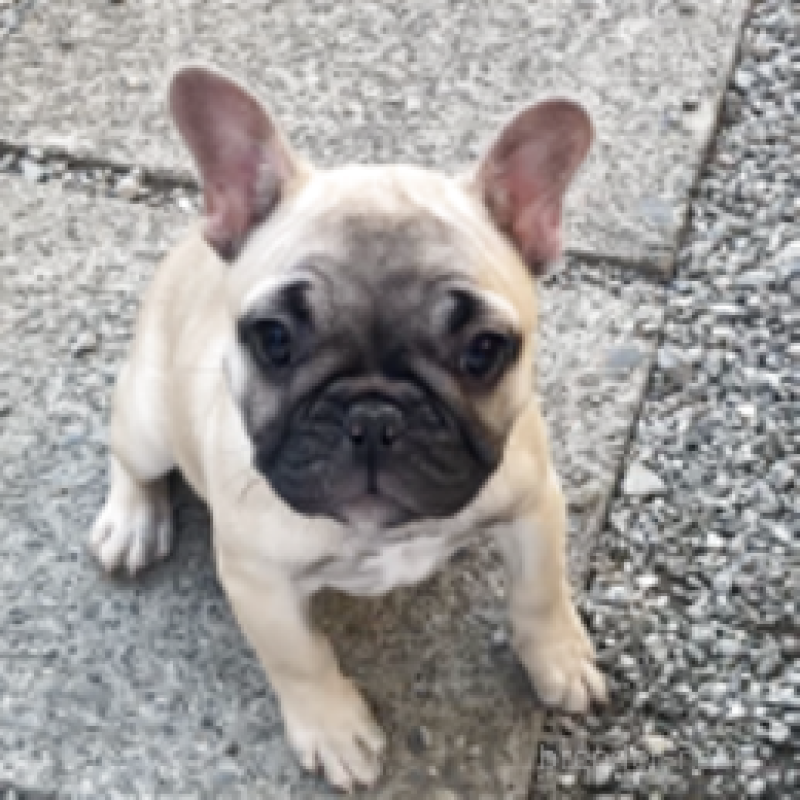 販売中の神奈川県のフレンチブルドッグ-429344の2枚目