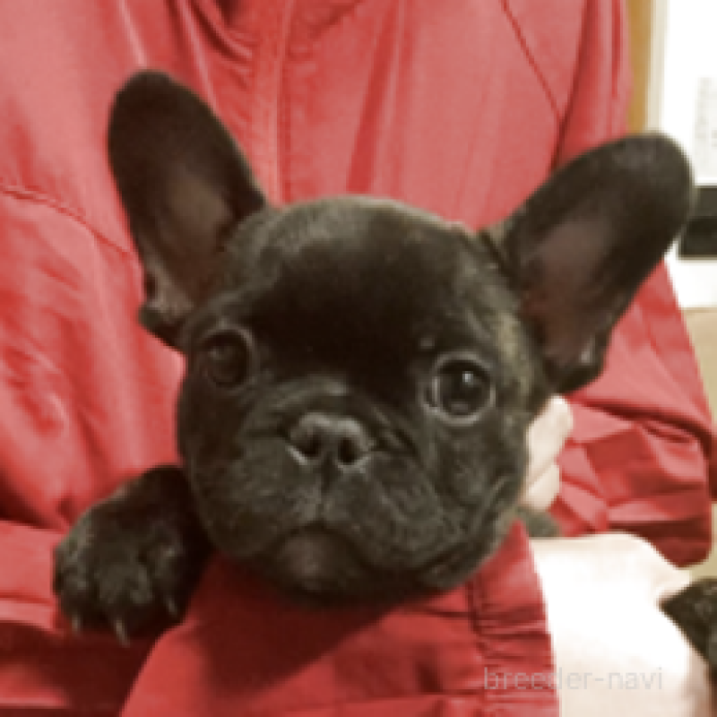 販売中の神奈川県のフレンチブルドッグ-429347