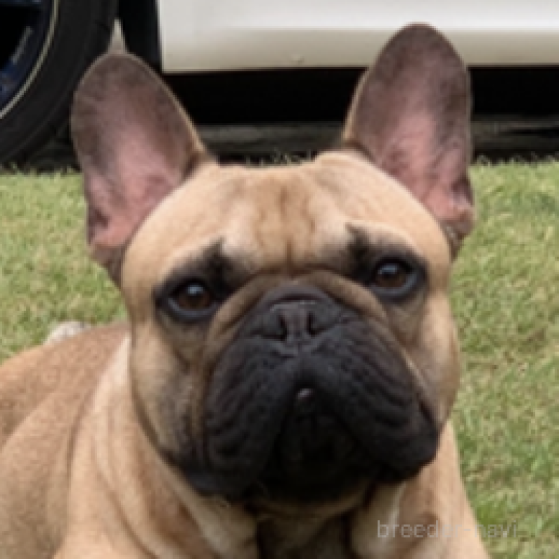 販売中の神奈川県のフレンチブルドッグ-429347の5枚目