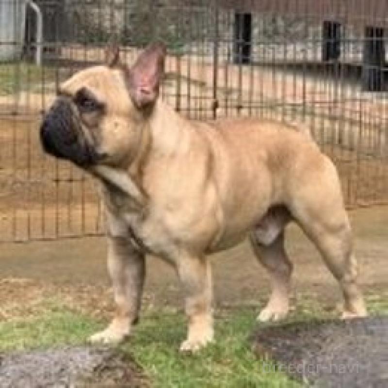 販売中の神奈川県のフレンチブルドッグ-429347の4枚目