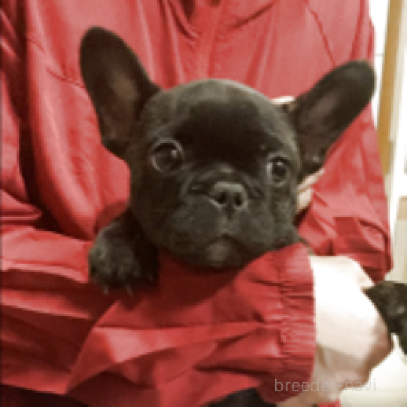 販売中の神奈川県のフレンチブルドッグ-429347の3枚目