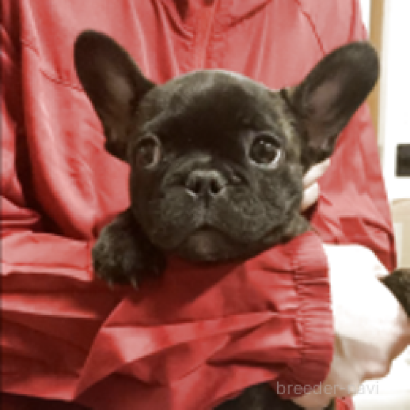 販売中の神奈川県のフレンチブルドッグ-429347の2枚目