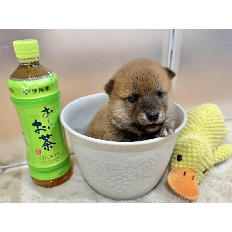 販売中の千葉県の豆柴-449486の5枚目