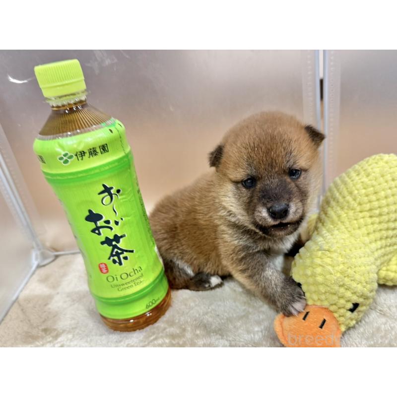 販売中の千葉県の豆柴-449486の3枚目